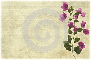 Pink bougainvillea branch on pale ribbed parchment