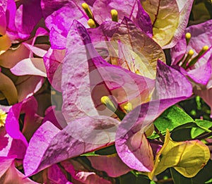 Pink Bougainvillea Cabo San Lucas Mexico