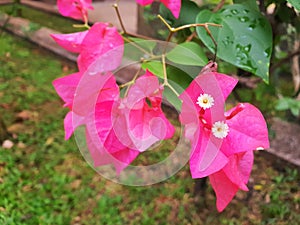 pink bougainvillea flower.