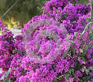 Pink Bougainvillea flower