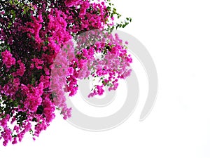 Pink Bougainvillea flower isolated