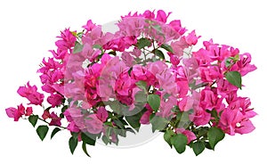 Pink Bougainvillea flower on white background