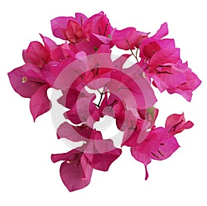 Pink Bougainvillea flower on white background