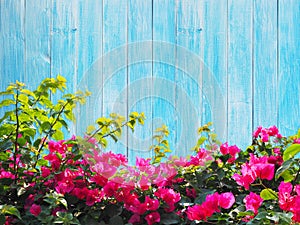 Pink Bougainvillea flower on wood.