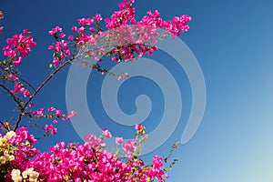 Pink bougainvillea flowering branches on a background of blue sky