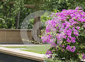 Pink Bougainvillea flowers 2