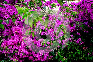 Pink bougainvillea flowers