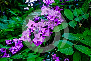 Pink bougainvillea flowers