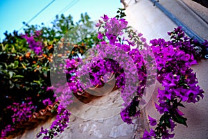 Pink bougainvillea flowers