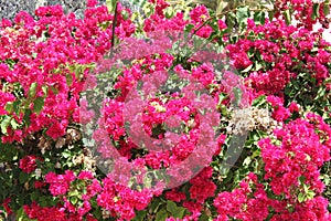 Pink Bougainvillea flowers