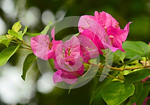 Pink bougainvillea flowers on blurry green background.
