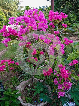 pink bougainvillea flowers in cement flower pot