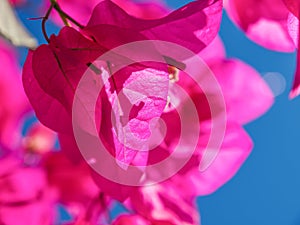 Pink Bougainvillea flowers, close-up photo. Santorini