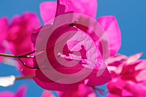 Pink Bougainvillea flowers, close-up photo. Santorini