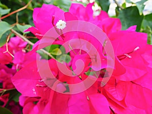 Pink Bougainvillea flowers close up view with green leaf background