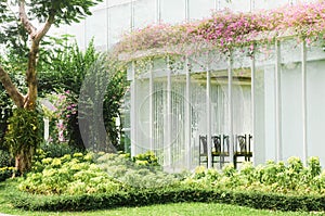 Pink bougainvillea flowers with green leaves on the roof of modern house