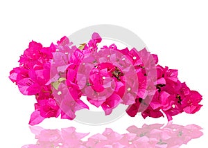 Pink bougainvillea flowers isolated on white background.