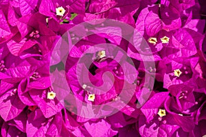 Pink bougainvillea flowers - ornamental flower - background