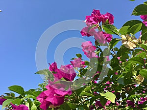 Pink bougainvillea flowers under blue sky