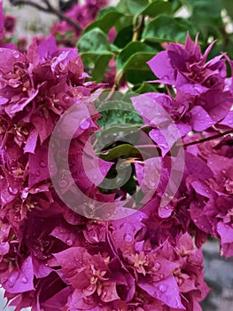 Pink Bougainvillea plant with flowers