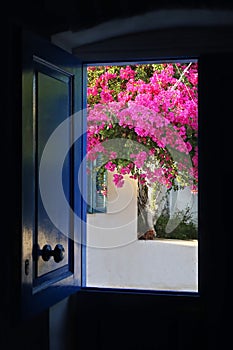 Pink bougainvillea tree at Koufonisia ilands Cyclades Greece