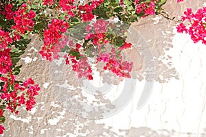 Pink bougainvillea on a white wall with copyspace mediterranean spring and summer background