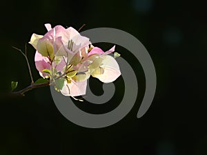 Pink Bougainvullea flower in sun light  on black background