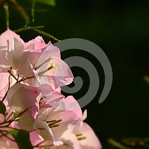 Pink Bougainvullea flower in sun light  on black background