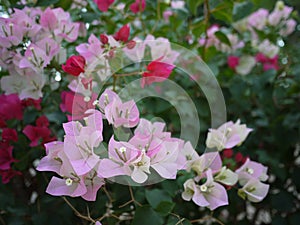 A pink bouquet Bouganvilla flowers are blooming in spring season. photo