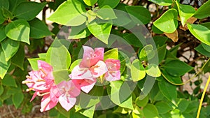 Pink Bougaville Flower