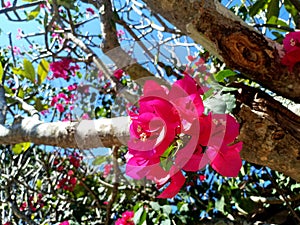 Pink Bougaville Flower