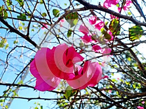 Pink Bougaville Flower