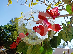 Pink Bougaville Flower