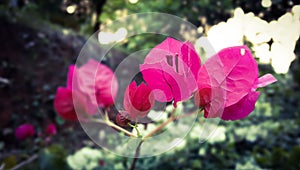 pink bougaville flower