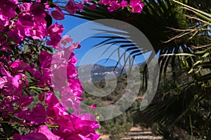 Pink bougenvilla with palm Trachycarpus on the mountain background in the garden