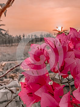 Pink Bougenville blooms with sunset view