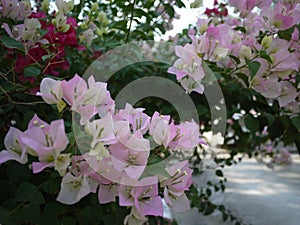 A pink bouquet Bouganvilla flowers are blooming in spring season.