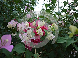 A pink bouquet Bouganvilla flowers are blooming in spring season. photo