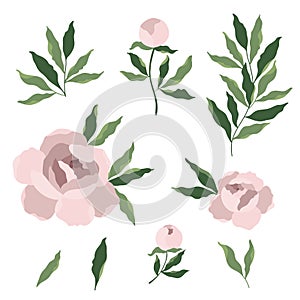 Pink bouquet peony flower and leaves, vector drawing set clipart
