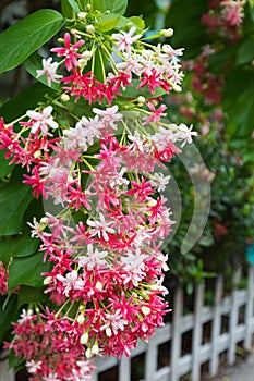 Pink Bouquet of Quisqualis Indica flower photo