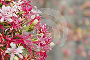 Pink Bouquet of Quisqualis Indica flower closeup photo