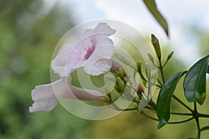 Pink bower vine