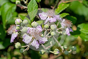 Pink bramble rubus fruticosus flowers