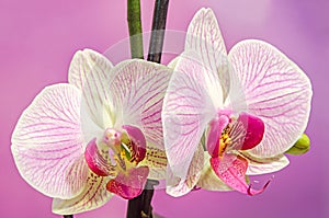 Pink branch orchid flowers with green leaves. Orchidaceae, Phalaenopsis known as the Moth Orchid, abbreviated Phal.
