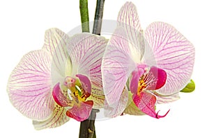 Pink branch orchid flowers with green leaves, Orchidaceae, Phalaenopsis known as the Moth Orchid, abbreviated Phal. photo
