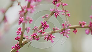 Pink Branch Of Redbud In Full Bloom. Scientific Name Cercis Siliquastrum. Close up.