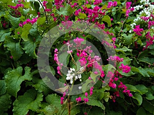 pink bridal tears flowers (Antigonon leptopus) thrives in a garden