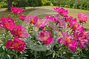 Pink bright flowers Paeonia Saza non-double close-up in a city park