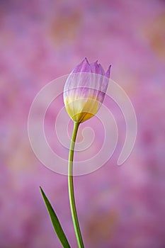 Pink and bright yellow tulip on magenta background