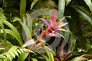 Pink Bromelia